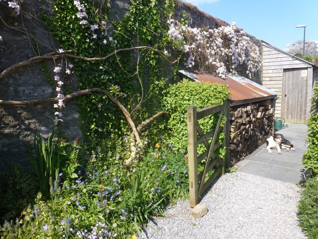 Dog laying in the sun