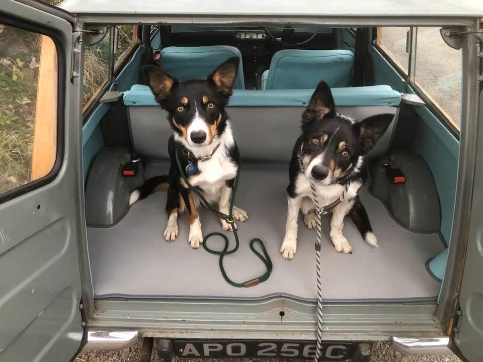 Dogs